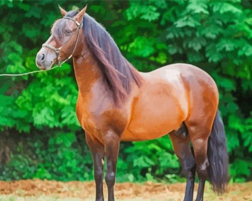 Brown Paso Fino paint by numbers