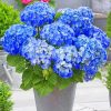 Blue Hydrangea Flowers paint by numbers