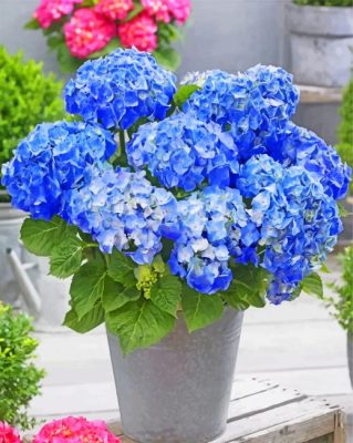 Blue Hydrangea Flowers paint by numbers