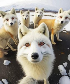 Arctic Foxes paint by numbers