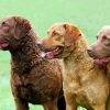 Chesapeake Bay Retriever Dogs paint by numbers