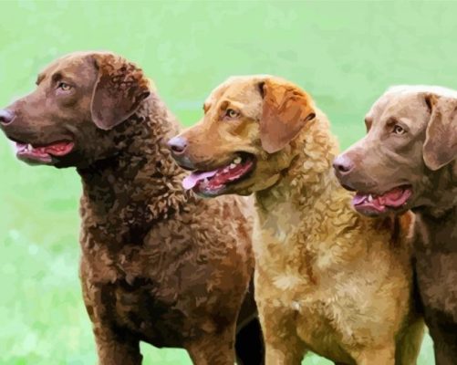 Chesapeake Bay Retriever Dogs paint by numbers
