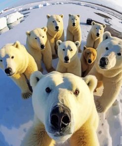 Polar Bears paint by numbers