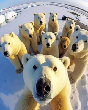 Polar Bears paint by numbers