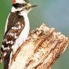 Aesthetic Downy Woodpecker paint by numbers