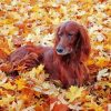 Irish Setter Dog paint by numbers