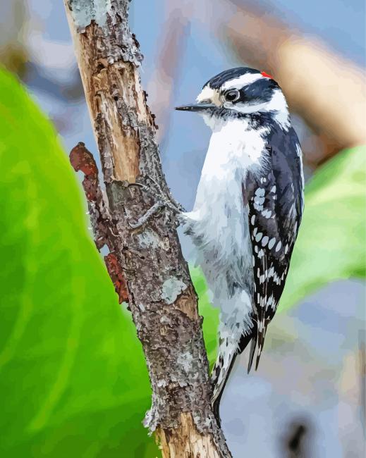 Cute Downy Woodpecker paint by numbers Cute Downy Woodpecker paint by numbers