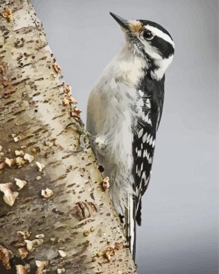 Downy Woodpecker Bird paint by numbers