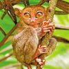 Tarsier Primate paint by numbers