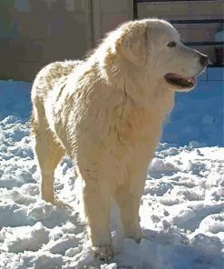 Maremma Sheepdog In Snow paint by numbers