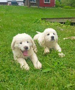 Maremma Sheepdog Puppies paint by numbers