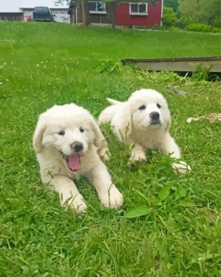 Maremma Sheepdog Puppies paint by numbers