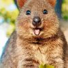 Quokka paint by numbers