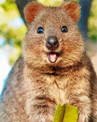 Quokka paint by numbers