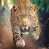 Running leopard paint by numbers