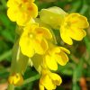 Cowslips Paint By Numbers