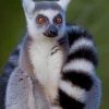 Ring Tailed Lemur Paint By Numbers