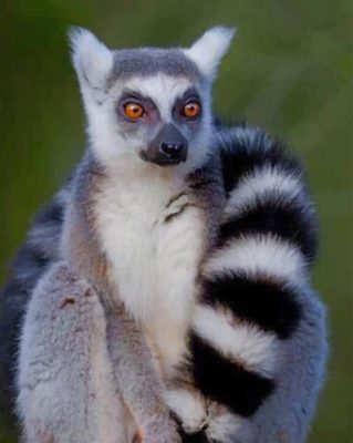 Ring Tailed Lemur Paint By Numbers