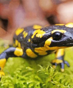 Salamander Art Paint By Numbers