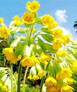 Cowslips Flowers Paint By Numbersw