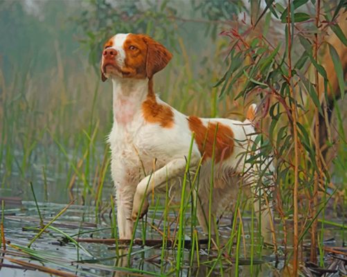 Brittany Spaniel Dog Pet paint by numbers