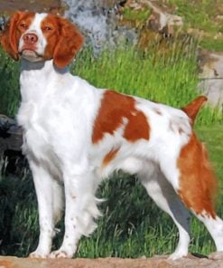 Cute Brittany Spaniel Paint By Numbers