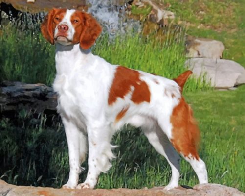 Cute Brittany Spaniel Paint By Numbers 