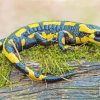 Salamander Amphibian Paint By Numbers
