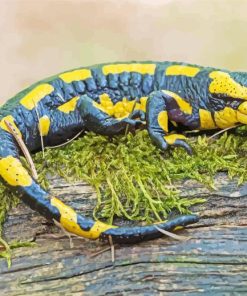 Salamander Amphibian Paint By Numbers