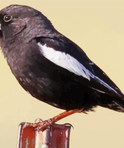 Lark Bunting Bird Paint By Numbers
