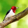 Red Headed Woodpecker Bird Paint By Numbers