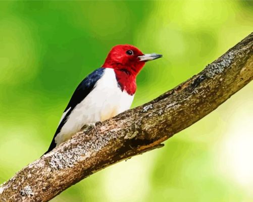 Red Headed Woodpecker Bird Paint By Numbers 