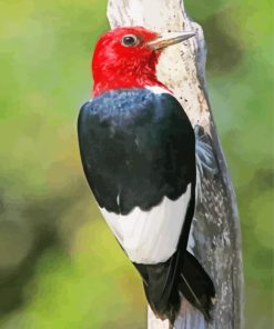 Red Headed Woodpecker Paint By Numbers