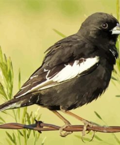 Aesthetic Lark Bunting Paint By Numbers