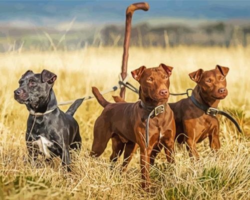 Patterdale Terriers Paint By Numbers 