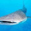 Whale shark Paint By Numbers