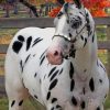 Leopard Black Appaloosa Horse Paint By Numbers