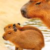 Cute Capybaras Paint By Numbers