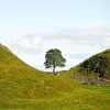 Aesthetic Sycamore Gap Paint By Numbers