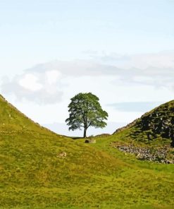 Aesthetic Sycamore Gap Paint By Numbers