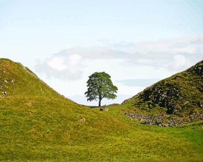 Aesthetic Sycamore Gap Paint By Numbers