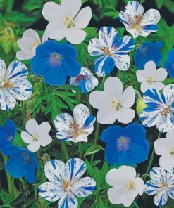 Hardy Geranium Paint By Numbers
