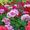 Red And Pink Geraniums Paint By Numbers