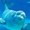 Beluga Whale Paint By Numbers