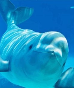 Beluga Whale Paint By Numbers