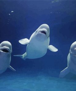 Beluga Whales Animals Paint By Numbers
