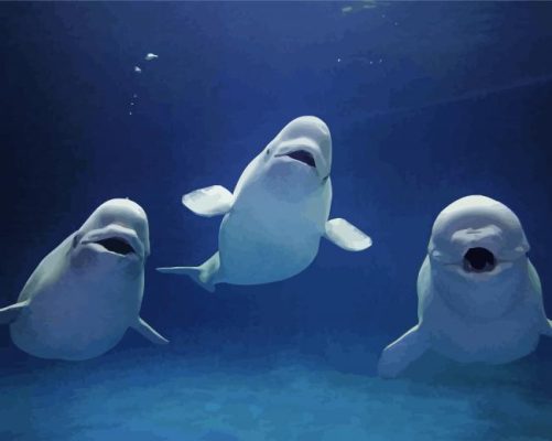 Beluga Whales Animals Paint By Numbers 
