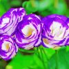 Purple Lisianthus Flowers Paint By Numbers