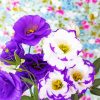 Lisianthus Flowers Paint By Numbers