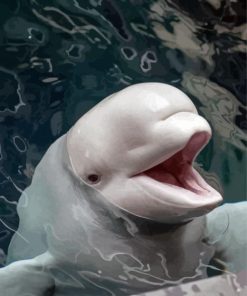 Beluga Whale Paint By Numbers
